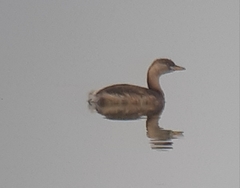 Tachybaptus ruficollis