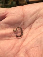 Arctiostrotus fontinalis