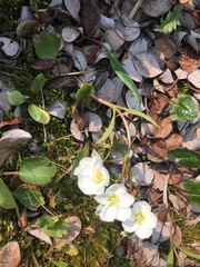 Claytonia tuberosa