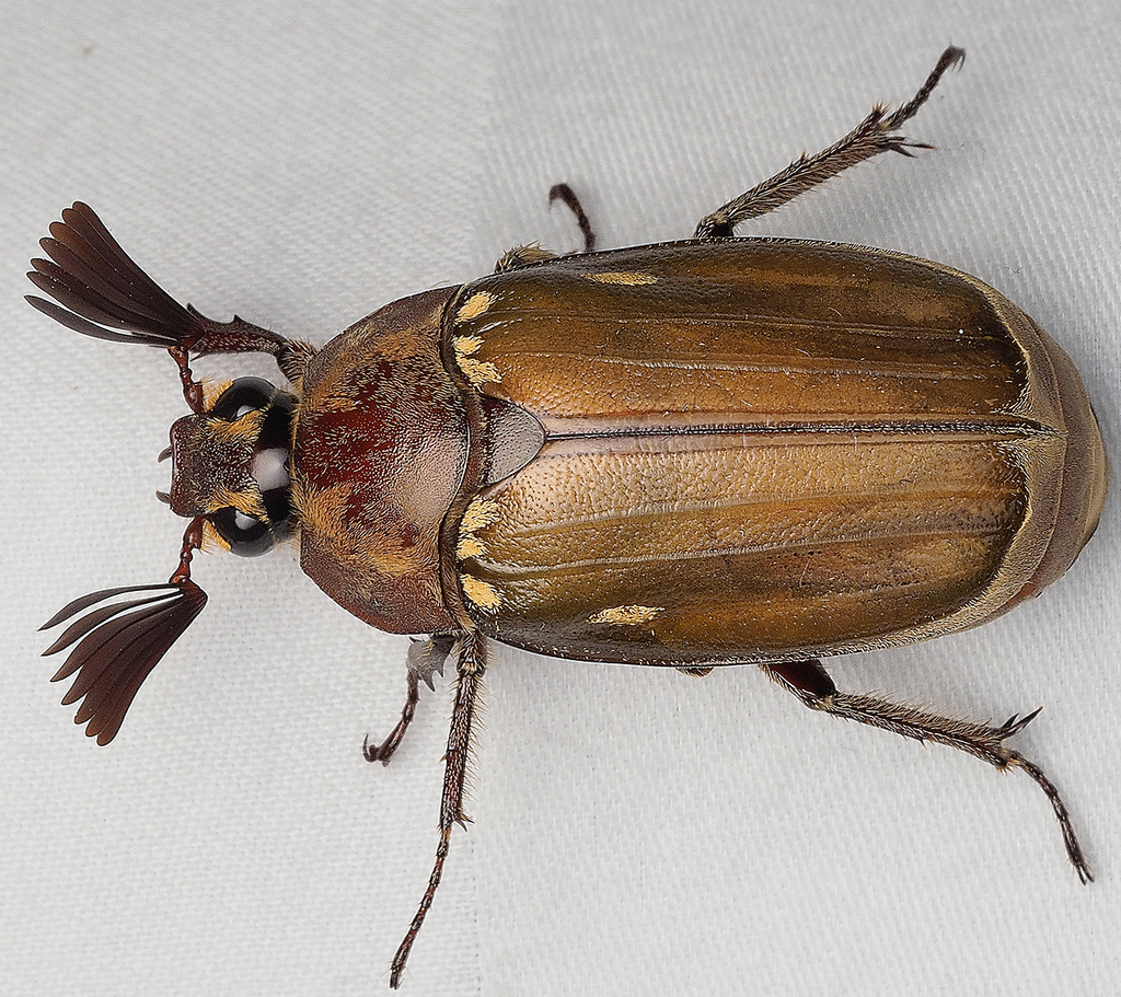 Melolontha guttigera
