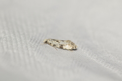 Nemapogon auropulvella