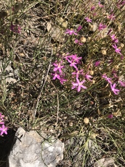Zeltnera beyrichii