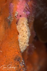 Sclerodoris tarka