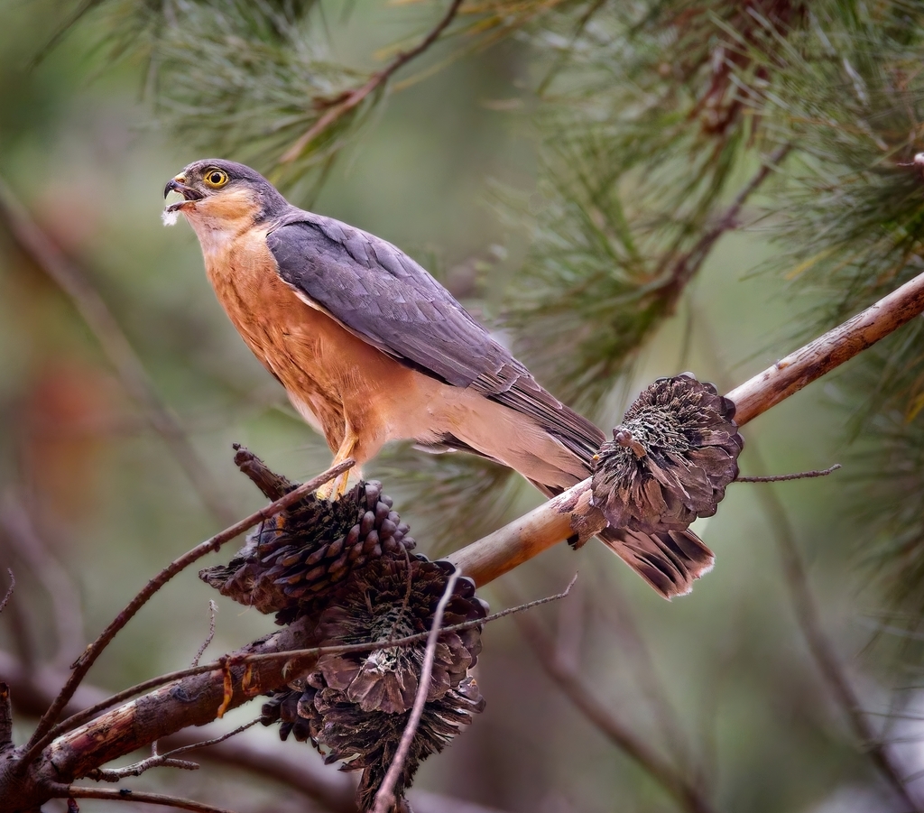 Rufous-breasted Sparrowhawk