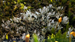 Cladonia apodocarpa