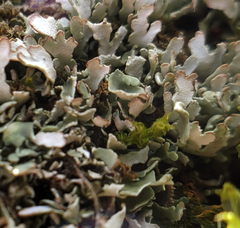Cladonia apodocarpa