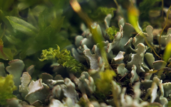 Cladonia apodocarpa
