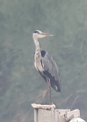 Ardea cinerea