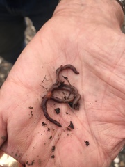 Dendrobaena octaedra