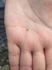 Dendrobaena octaedra