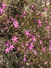 Zeltnera beyrichii