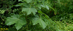 Firmiana