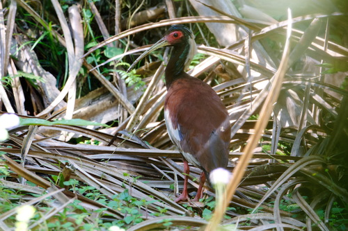 Madagascar Ibis (Lophotibis cristata), photo 9