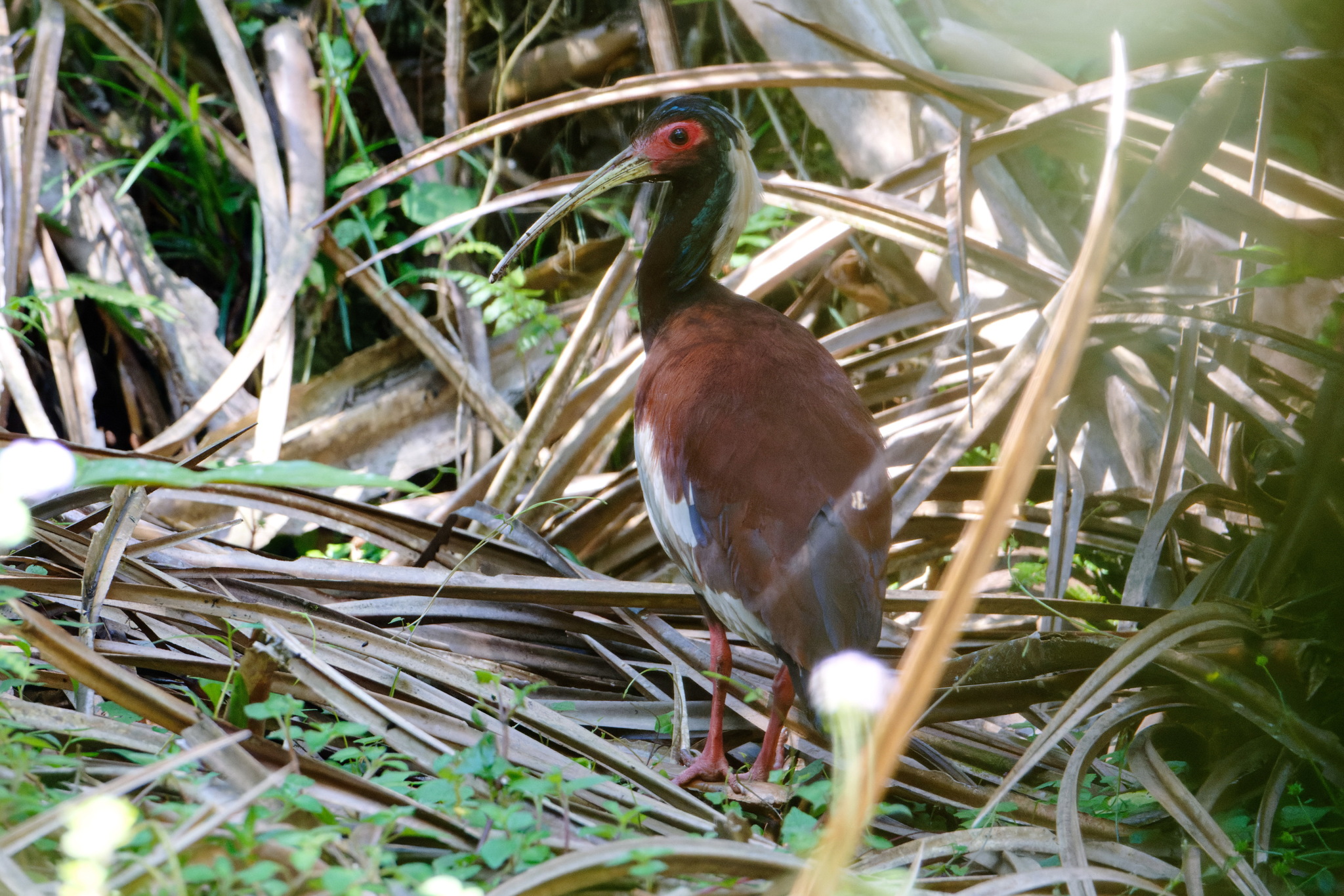 Madagascar Ibis (Lophotibis cristata), photo 4