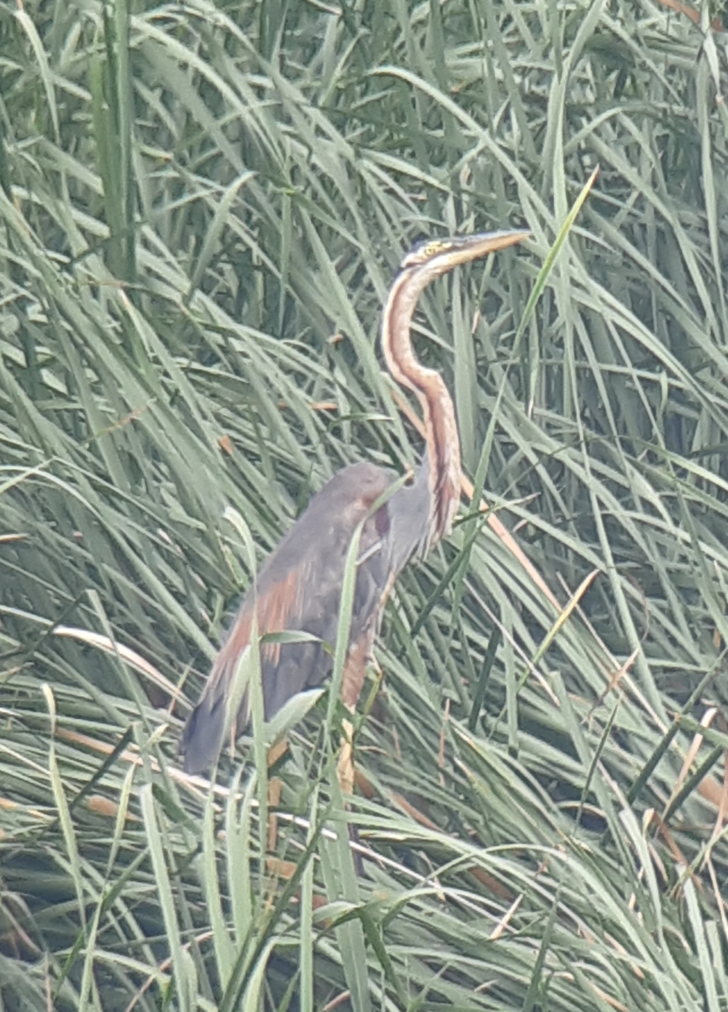 Purple Heron