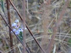Eranthemum roseum