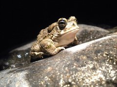 Anaxyrus californicus