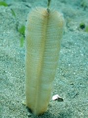 Pennatuloidea