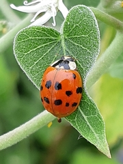 Harmonia axyridis
