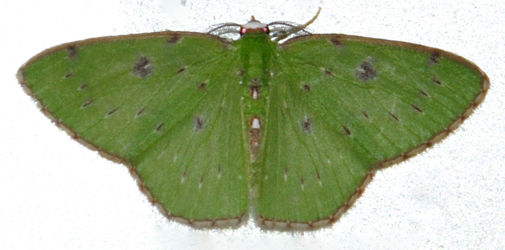 Lissochlora purpureotincta