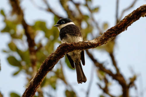 Ward's Vanga (Pseudobias wardi)