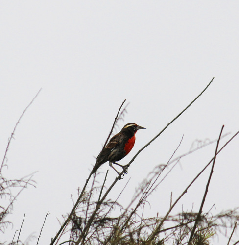 Peruvian Meadowlark (Leistes bellicosus), photo 10