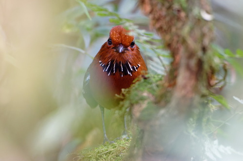 Rufous-headed Ground Roller (Atelornis crossleyi), photo 7