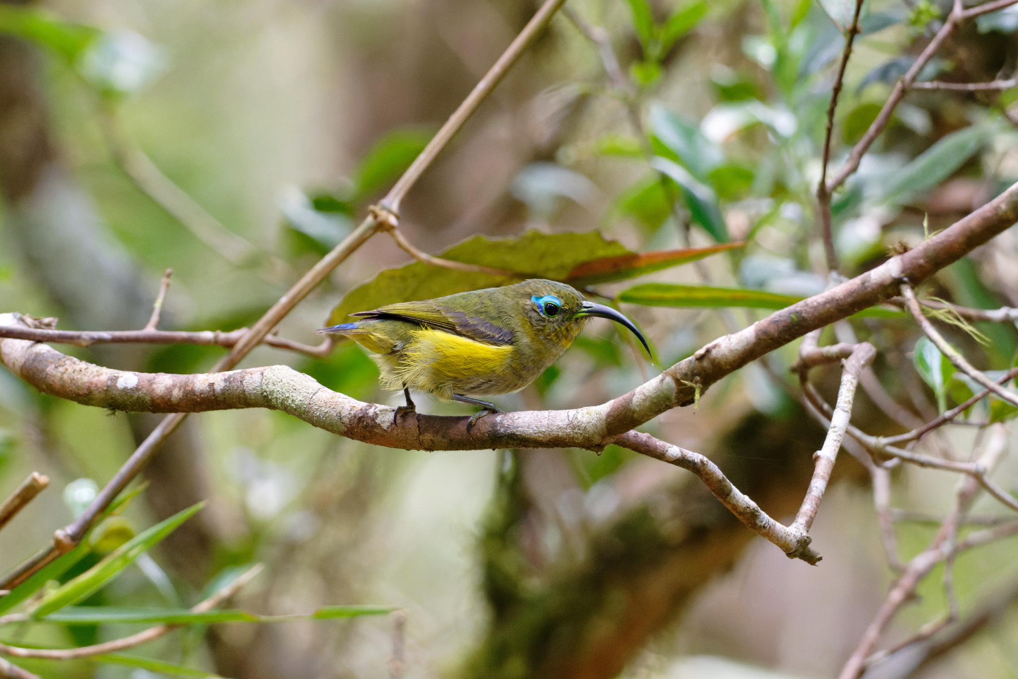Common Sunbird-Asity (Neodrepanis coruscans), photo 2