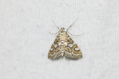 Elophila ekthlipsis