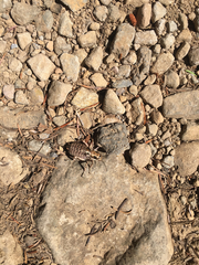 Cyphoderris monstrosa