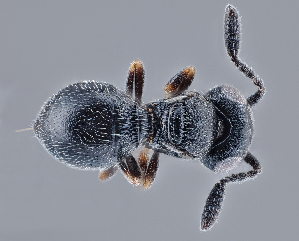 Trimorus timareta