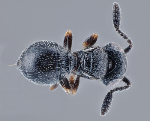 Trimorus timareta