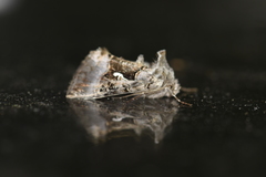 Syngrapha microgamma