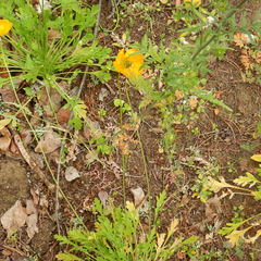 Papaver croceum