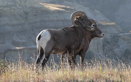Bighorn Sheep photographed in North Dakota