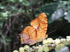 Symbrenthia lilaea