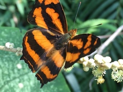 Symbrenthia lilaea