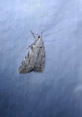 Catocala amica