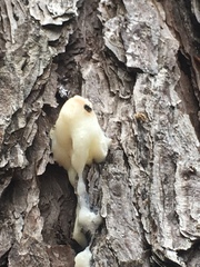 Dendroctonus frontalis