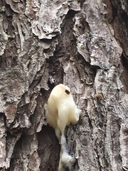 Dendroctonus frontalis