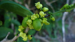 Schoepfia brasiliensis