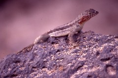 Microlophus barringtonensis