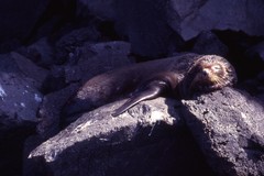 Arctocephalus galapagoensis
