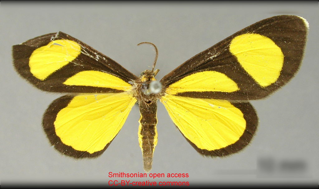 Atyriodes janeira