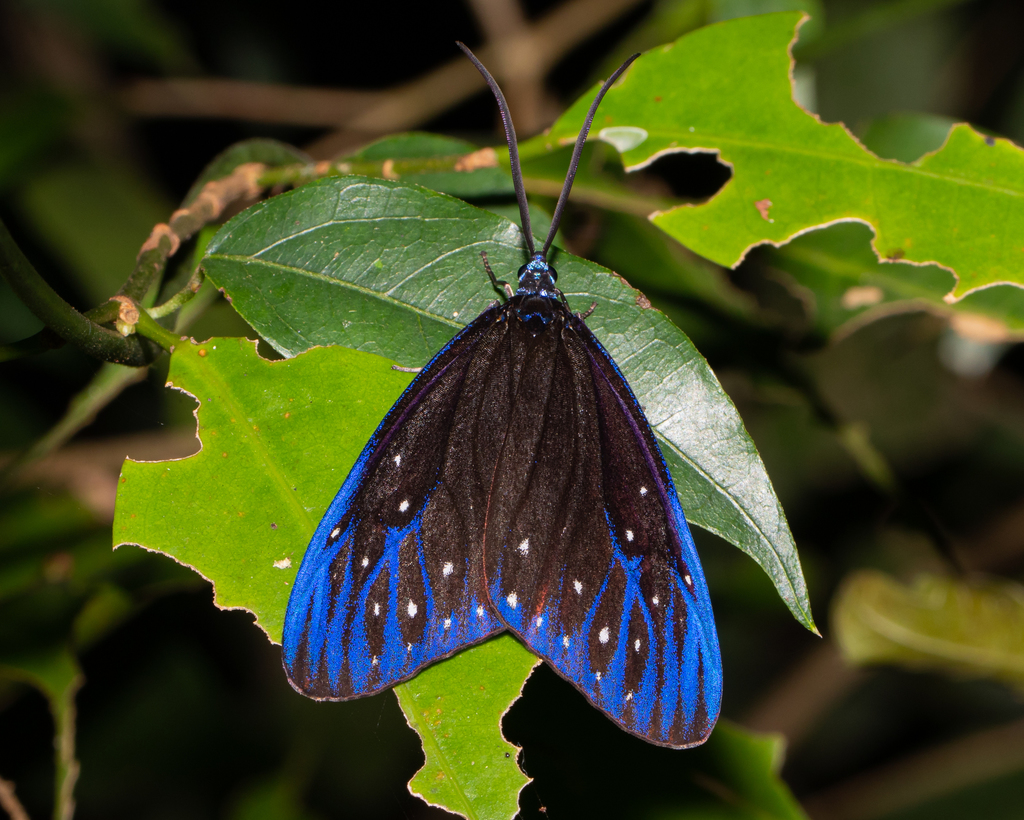 Blue-spotted Jewel Moth