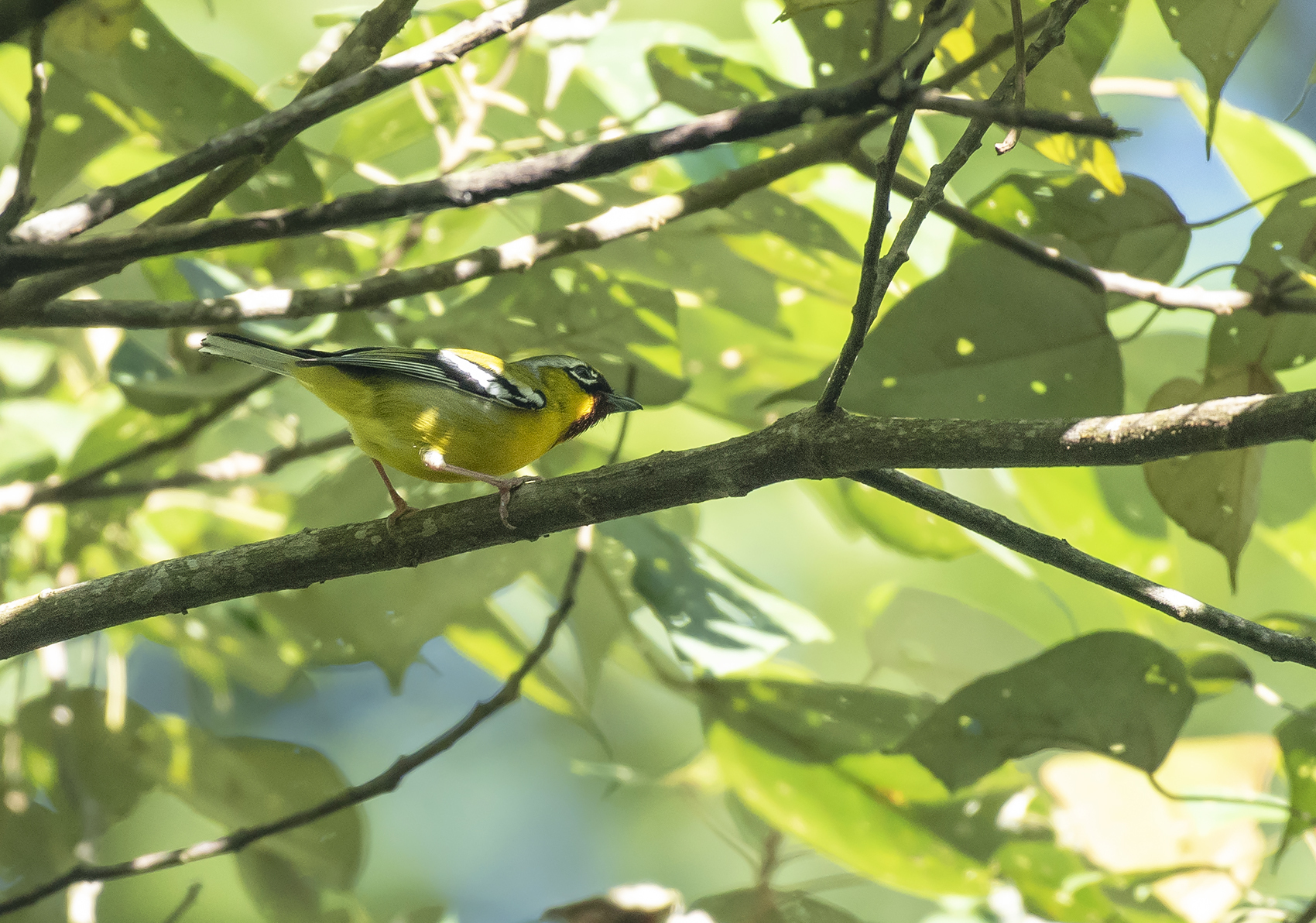 Clicking Shrike-babbler
