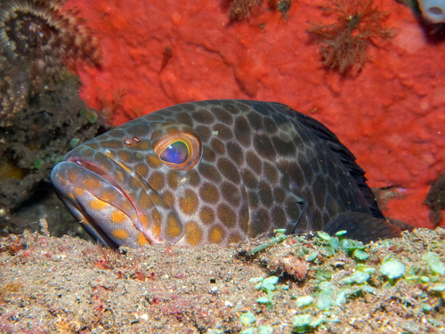 Areolate grouper (Epinephelus areolatus) — Serranidae — 4