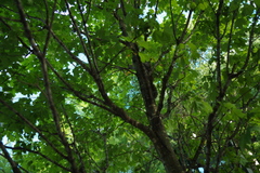 Sciurus carolinensis