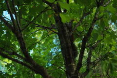 Sciurus carolinensis