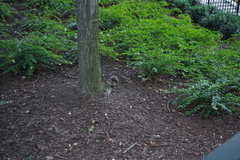 Sciurus carolinensis